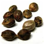 Семена марихуаны АК-47  (Seeds AK-47) в Кирсанове